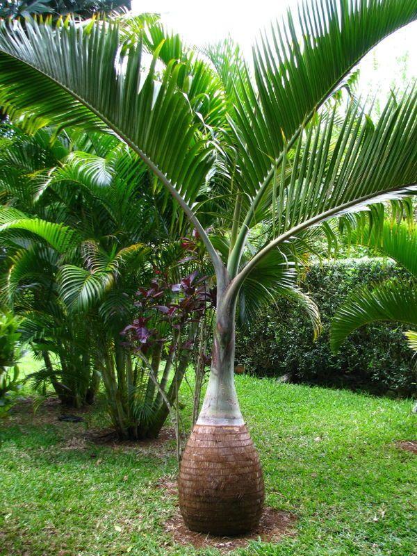 Bottle Palm